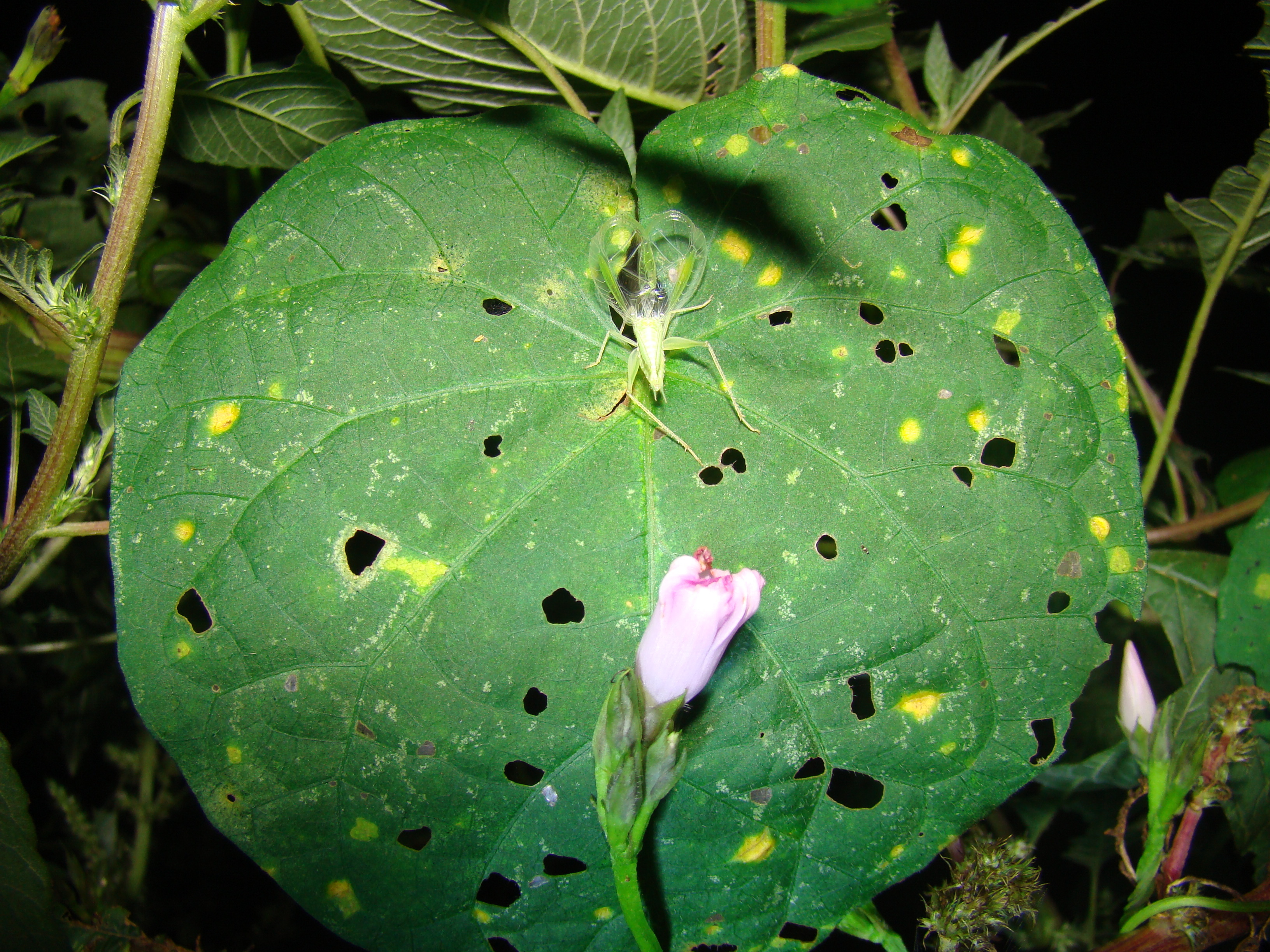 Oecanthus lineolatus Saussure, 1897: male using leaf opening as baffle. (Otu).