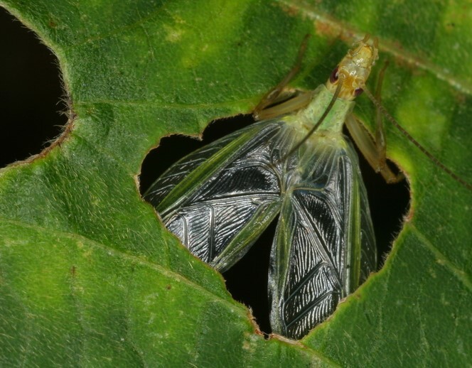 Oecanthus longicauda Matsumura, 1904: male (Jeollabuk-do, Buan, South Korea). (Otu).