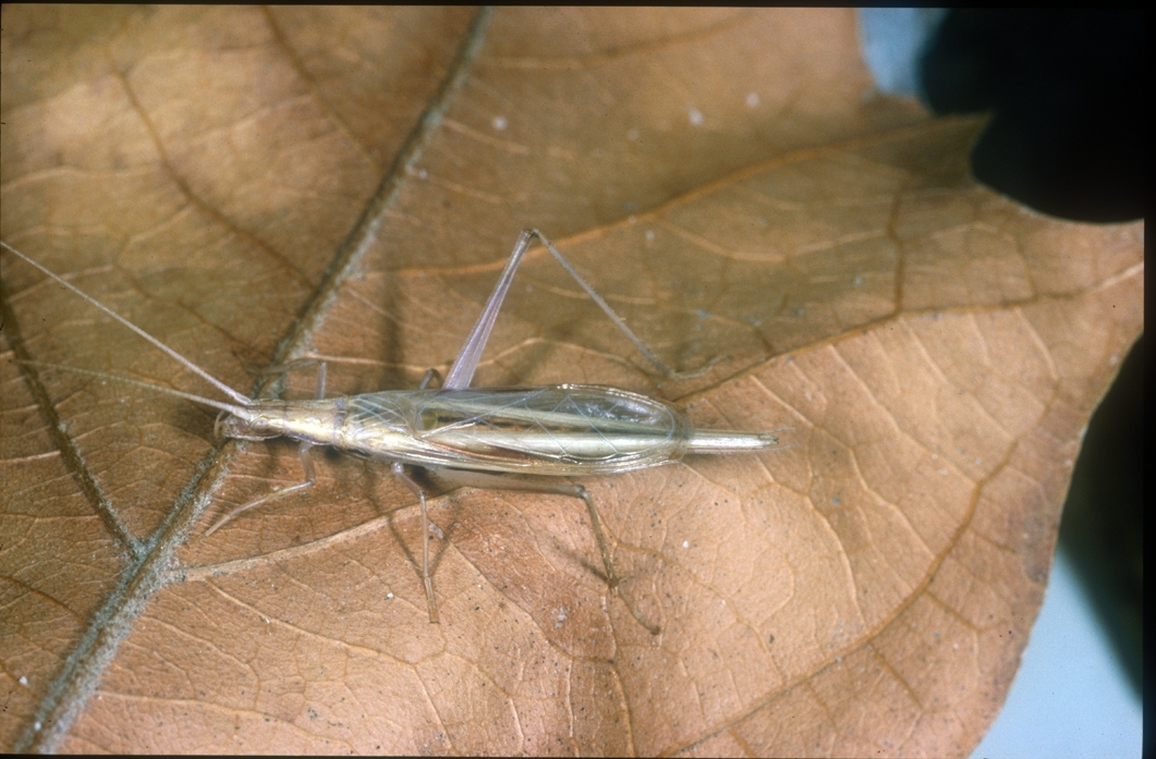 Oecanthus rufescens Serville, 1838: male. (Otu).