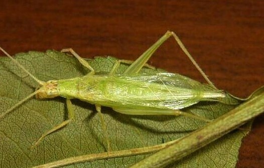 Oecanthus sinensis Walker, 1869: male (Taian, Shandong province, China, dentified from appearance, location and song by local singing insect group). (Otu).