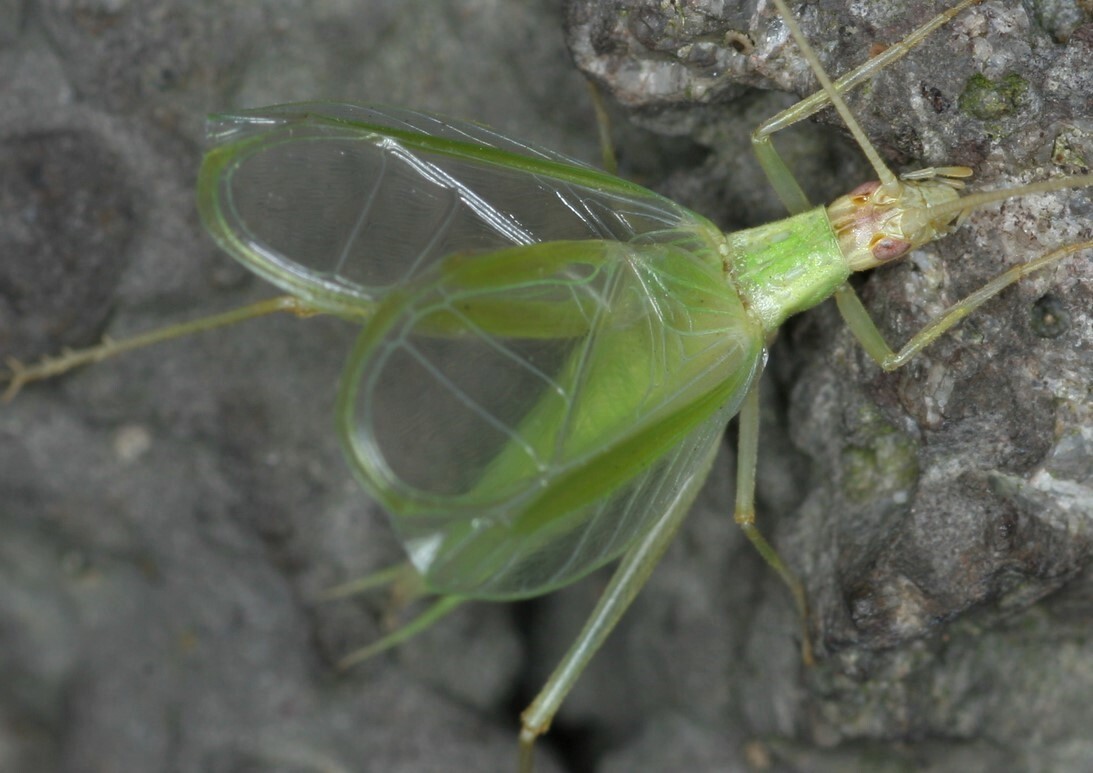 Oecanthus euryelytra Ichikawa, 2001: male (Jeju, Seogwipo, KR, South Korea). (Otu).