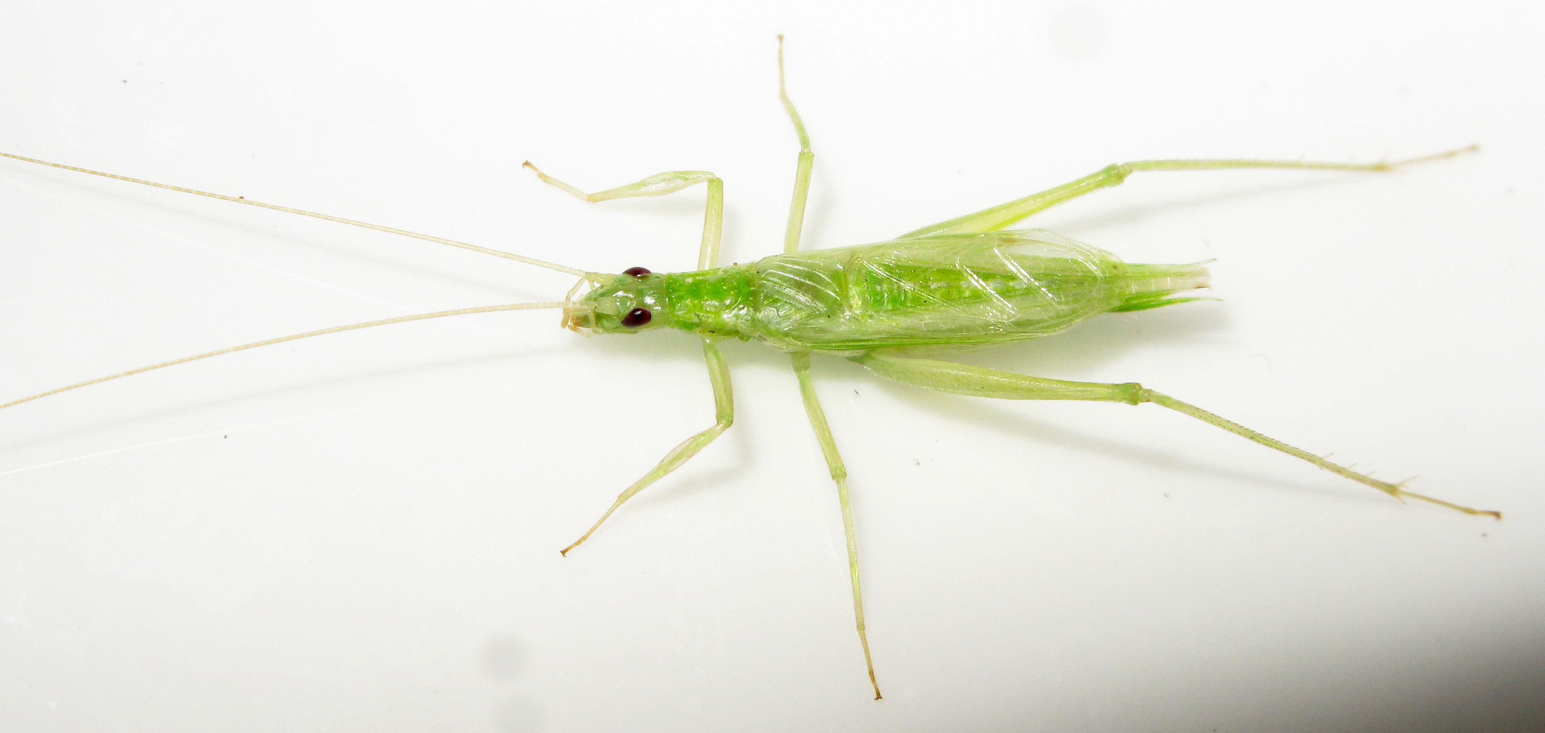 Oecanthus similator Ichikawa, 2001: 2018. male (Zhejiang, Hangzhou). (Otu).