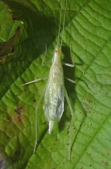 Oecanthus exclamationis Davis, 1907: male, dorsal view. (Otu).