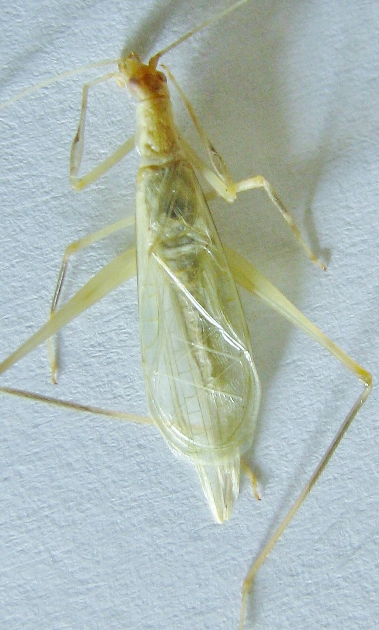 Oecanthus leptogrammus Walker, 1962: adult male. (Otu).