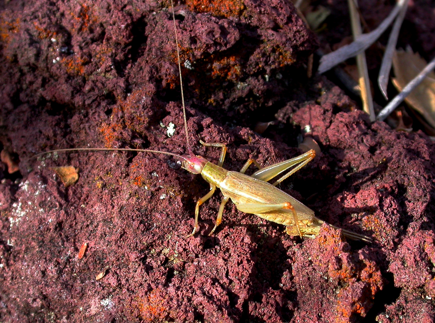 Oecanthus varicornis Walker, 1869: female. (Otu).