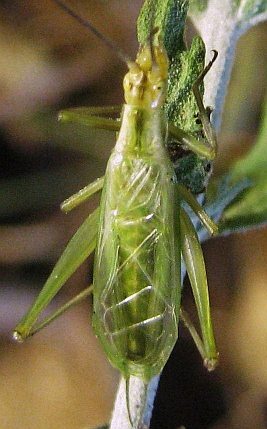 Oecanthus forbesi Titus, 1903: adult male. (Otu).