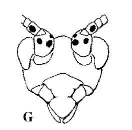Viphyus livingstonei Otte, 1988: antennal markings. (Otu).