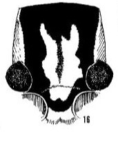 Neoxabea enodis Walker, 1967: cephalic pattern. (Otu).