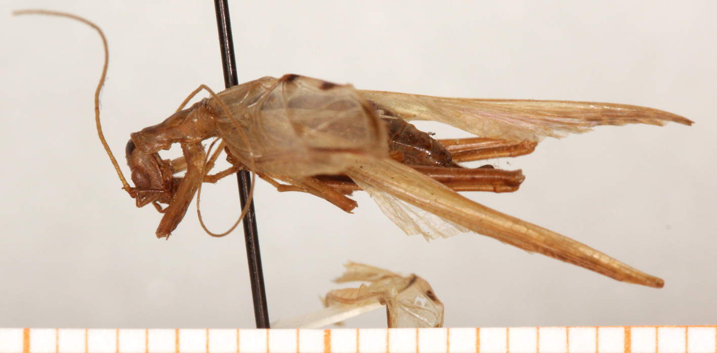 CollectionObject 1499364; e4c410cc-de51-4767-9067-490d452f3235: male, lateral view (holotype). (CollectionObject).