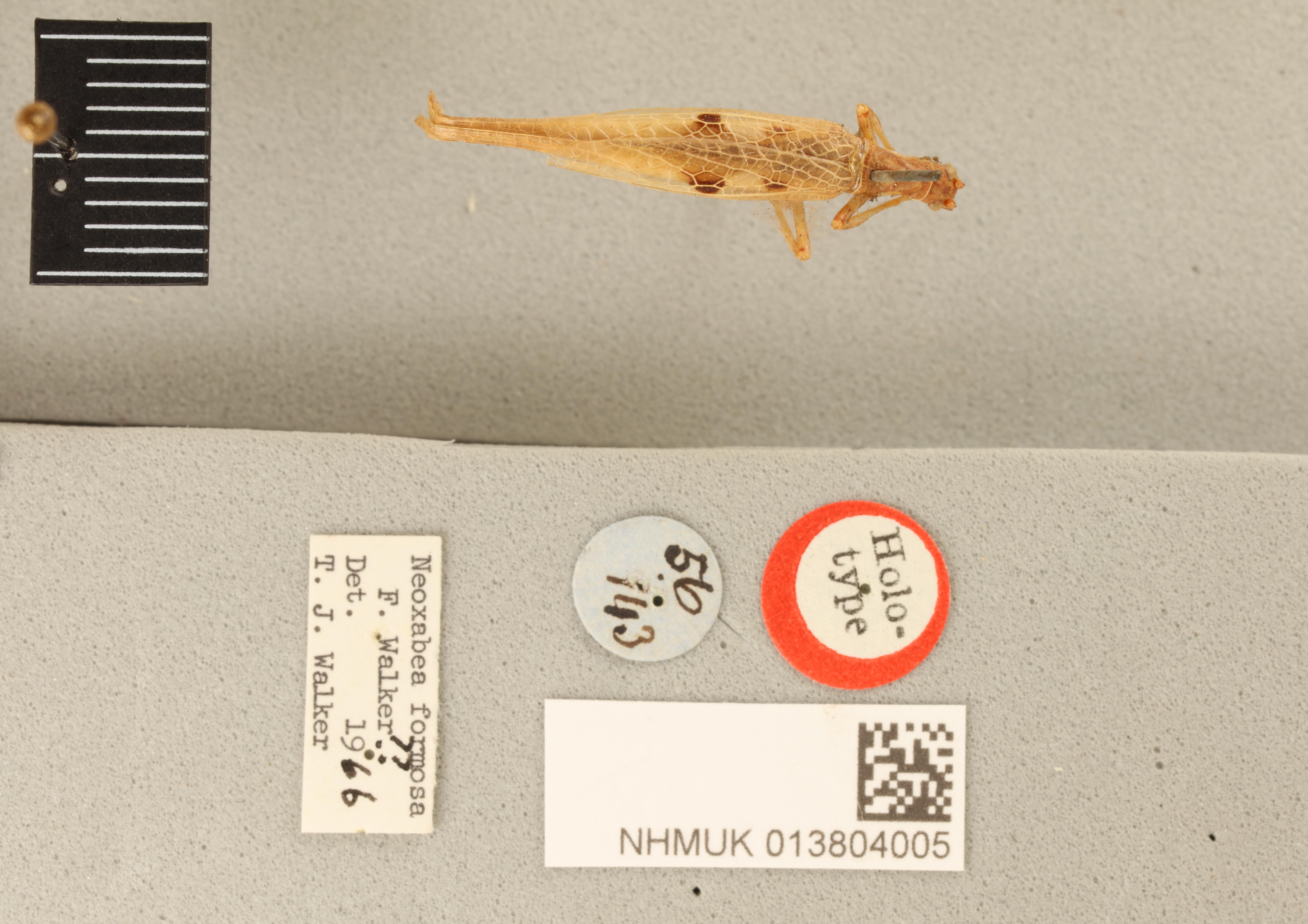 CollectionObject 1476860; b4550b89-02a8-44bd-9b3c-bb0528fbfd0f, NHMUK013804005: female, dorsal view (holotype). (CollectionObject).