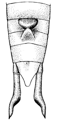 Neoxabea trinodosa Hebard, 1928: Pl. 15, Fig. 2. male, end of abdomen and cerci, dorsal view. (Otu).