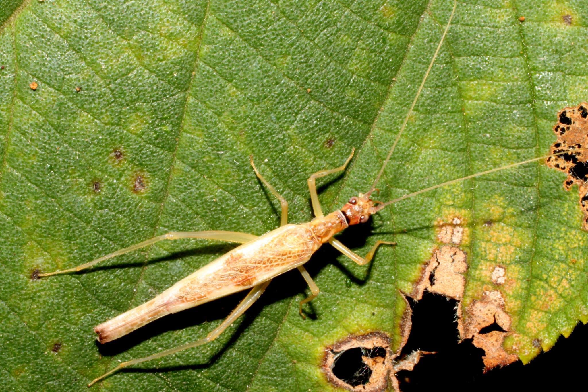 Xabea Walker, 1869: female (Sakaerat Environmental Research Station, Thailand, July 2013). (Otu).
