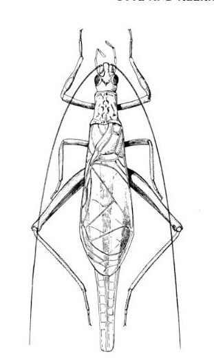 Xabea wyebo Otte & Alexander, 1983: male, dorsal view. (Otu).