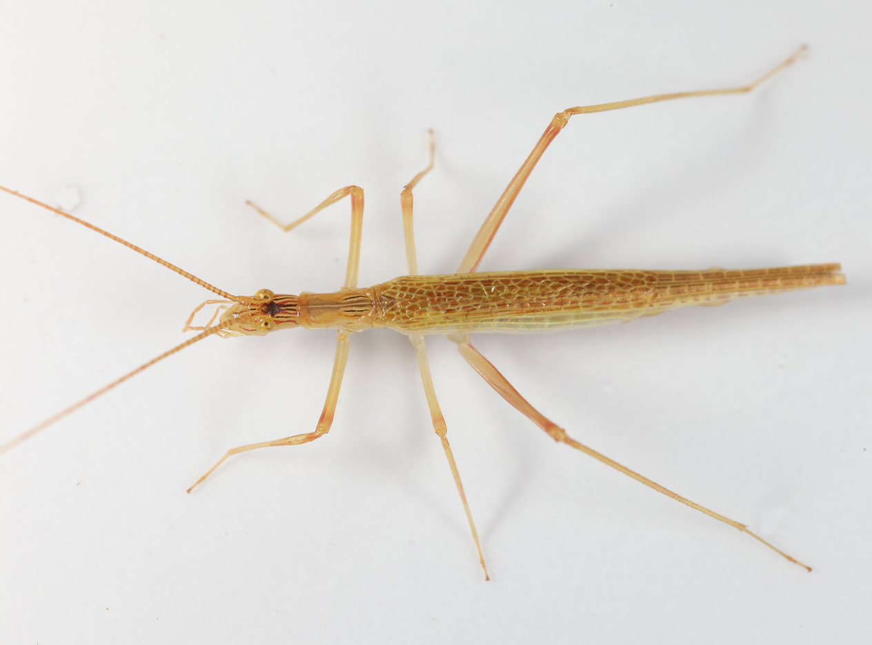 Xabea atalaia Otte & Alexander, 1983: 2014. (Otu).