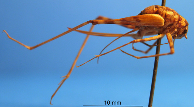 CollectionObject 1505317; e148f072-f3ac-4009-931a-2edde7b1cb24: female, lateral view (syntype). (CollectionObject).