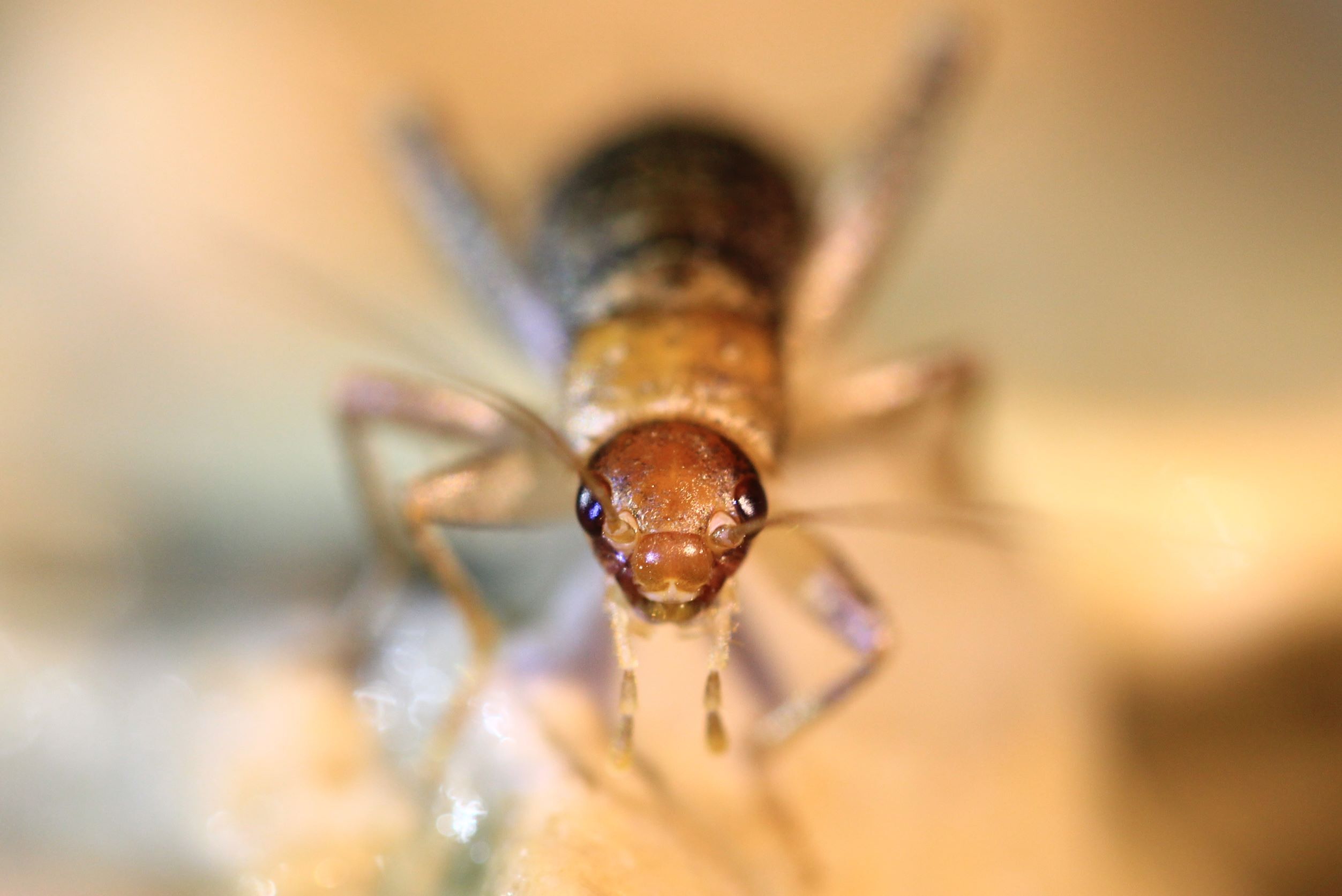Pseudomogoplistes squamiger (Fischer, 1853): female in frontal view (from Croatia, Pašman Isl.). (Otu).