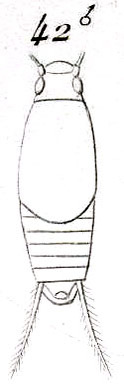 Cycloptiloides americanus (Saussure, 1874): Pl. VIII, Fig. 42. male (Cycloptilum poeyi). (Otu).
