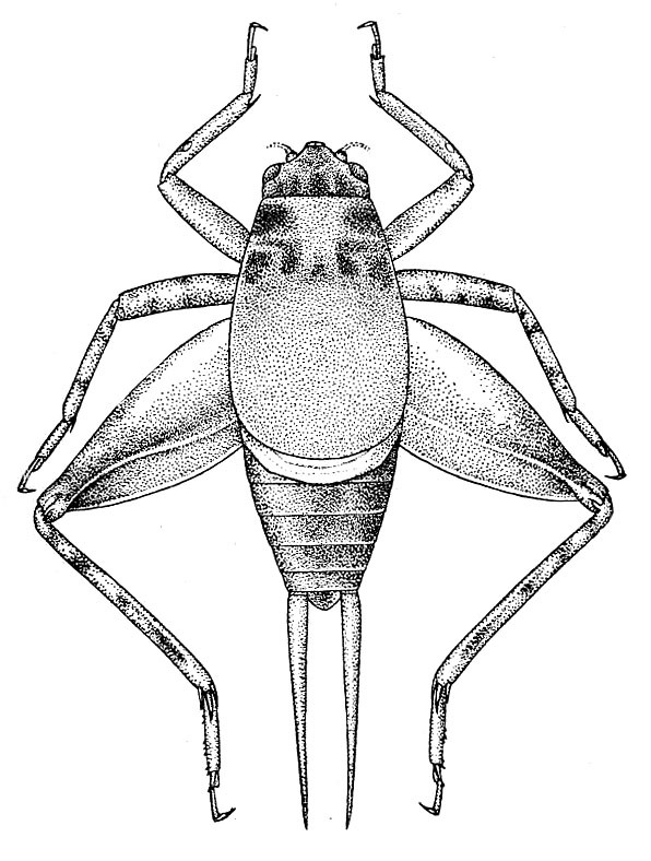 Cycloptilum comprehendens comprehendens Hebard, 1929: Pl. 11, Fig. 3 (after allotype). male, dorsal view (body length 8 mm, pronotum 4.3 mm). (Otu).