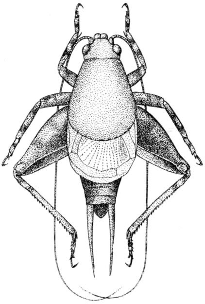 Cycloptilum comprehendens fortior Hebard, 1931: Pl. 14 fig. 5. male, dorsal view (body length 7.2 mm, pronotum 3.6 mm, femur 4.2 mm). (Otu).