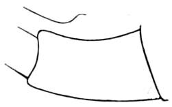 Cycloptilum comprehendens interior Hebard, 1931: Pl. 14 fig. 4. female subgenital plate, lateral outline. (Otu).