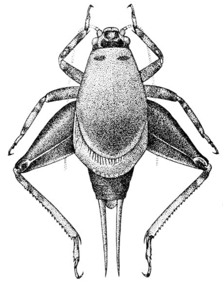 Cycloptilum distinctum Hebard, 1931: Pl. 14 Fig. 1. male, dorsal view (body length 7 mm, pronotum 4.4 mm, hind femur 4.5). (Otu).