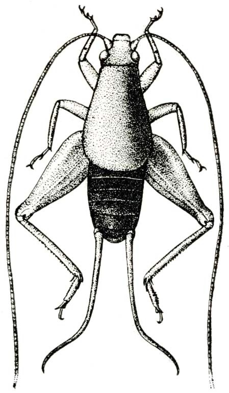 Cycloptilum trigonipalpum (Rehn & Hebard, 1912): Fig. 11 (after type). male, dorsal view. (Otu).