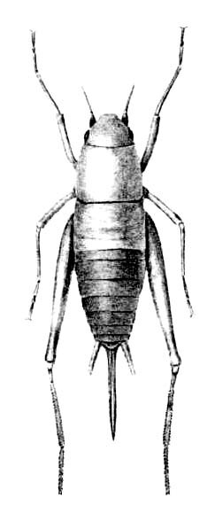 Hoplosphyrum boreale (Scudder, 1902): Pl. 4 fig. 4. female, dorsal view (Ectatoderus borealis). (Otu).