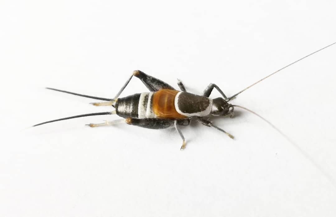 CollectionObject 1583927; 1ae2bc36-d742-4628-9f0f-45fbdd1f4385: male. (CollectionObject).