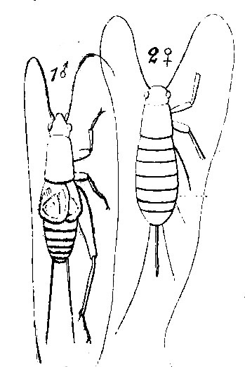 Ornebius xanthopterus Guérin-Méneville, 1844: Pl. 15, Fig. 29. male and female. (Otu).