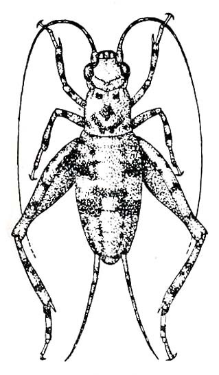Oligacanthopus prograptus Rehn & Hebard, 1912: Fig. 223 b. male, dosal view (body length 6-6.7 mm). (Otu).