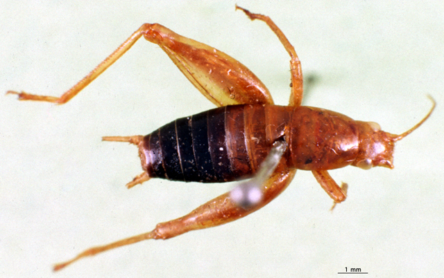 CollectionObject 1500721; 61a2d9b5-75c7-4a11-8bdc-5cd99e6d4954: male, dorsal view (syntype). (CollectionObject).