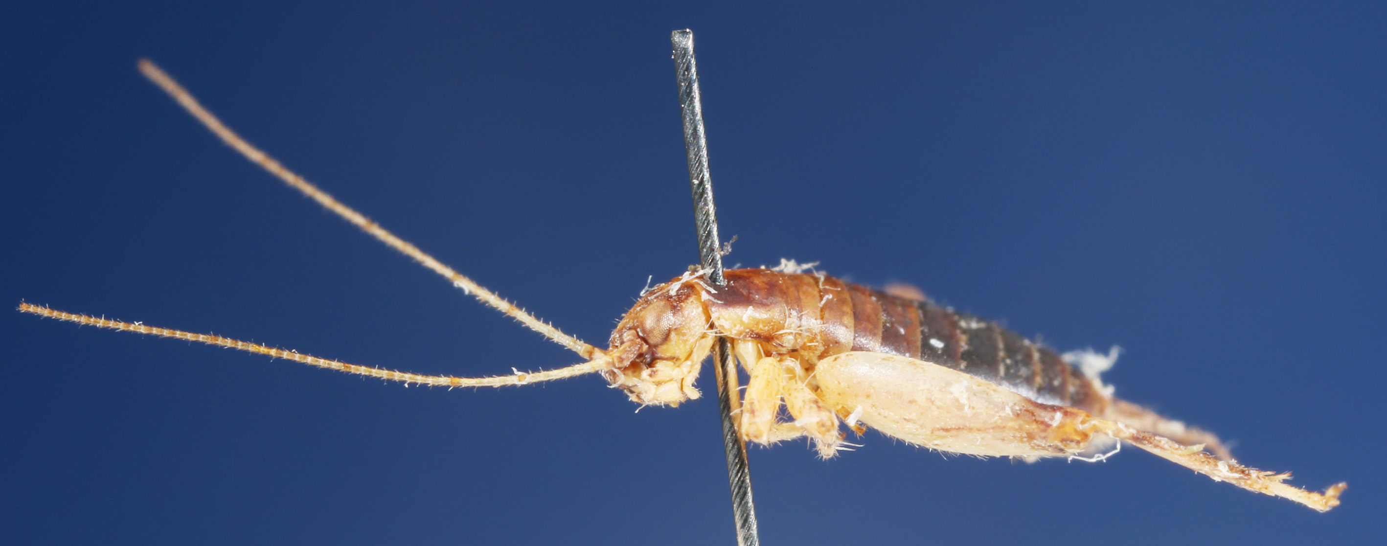 Arachnocephalus subsulcatus Saussure, 1899: 2013 Natural History Museum, London. male, lateral view. (Otu).