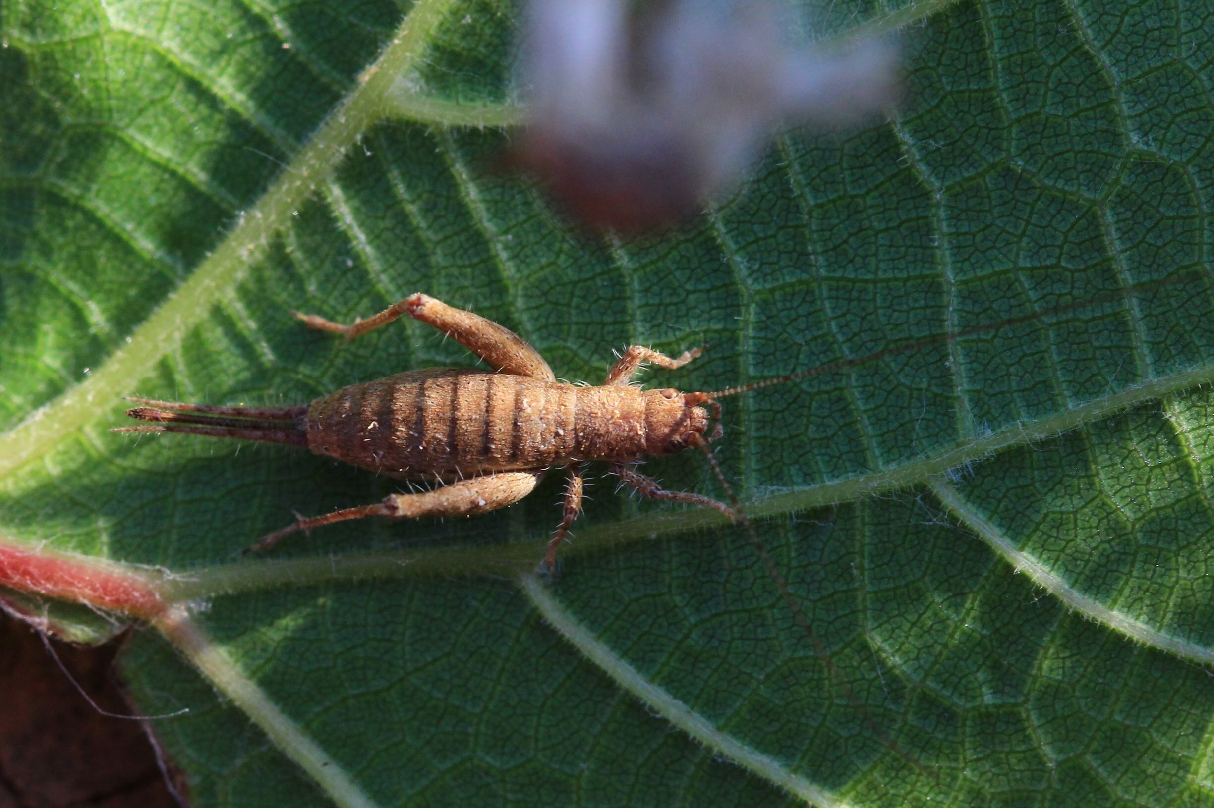 Arachnocephalus vestitus Costa, 1855: female in dorsal view (from Croatia: Lastovo Isl.). (Otu).