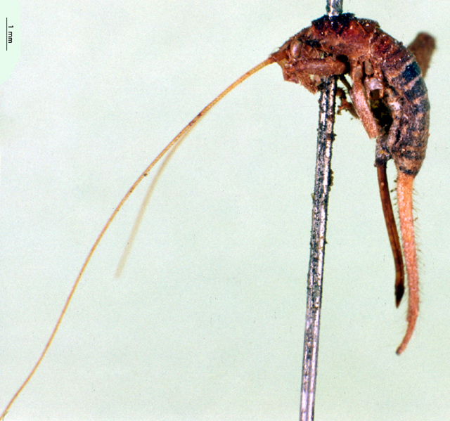 CollectionObject 1500722; bb4c9a16-7c2a-4e19-8059-5f172c31786c: female, lateral view (syntype). (CollectionObject).