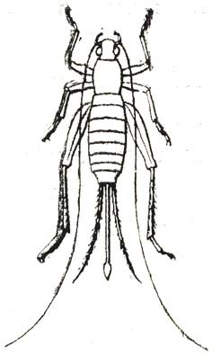 Arachnocephalus putridus (Karsch, 1896): Fig. 44. female. (Otu).