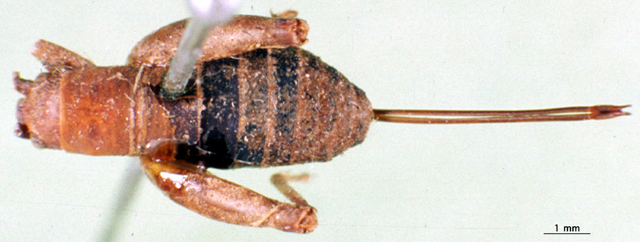 CollectionObject 1502650; 7ef69730-f4d9-48a1-8195-a85a89c7843f: female, dorsal view (syntype). (CollectionObject).