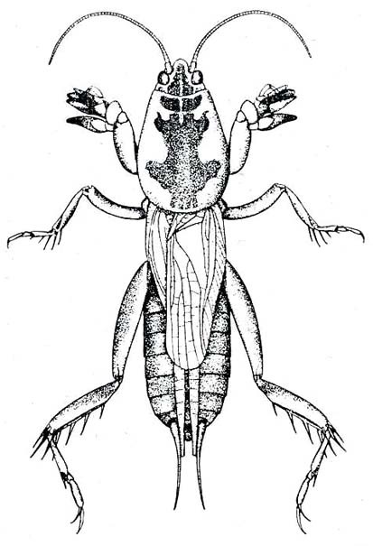 Neoscapteriscus borellii (Giglio-Tos, 1894): Fig. 215 (after R. & H.). male, dorsal view (Scapteriscus acletus). (Otu).