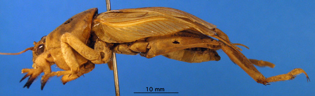 CollectionObject 1521384; 01543674-5014-492b-8806-e2fa8b63ca25: male, lateral view (lectotype). (CollectionObject).