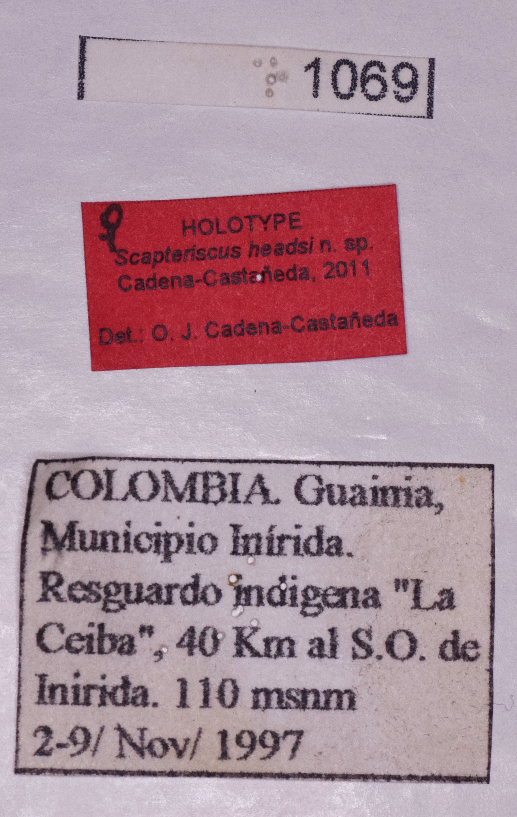 CollectionObject 1544674; 88d71045-bd0a-4fe1-b1bf-517ec7a84bd8: labels (holotype). (CollectionObject).