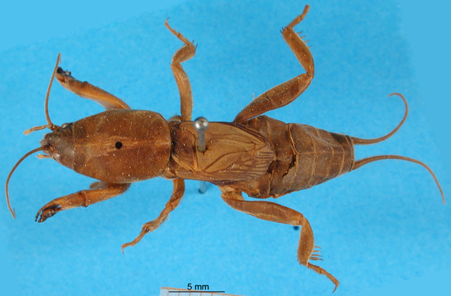 CollectionObject 1504251; 5fbc66a6-6bb6-4dae-8cf4-ffa29f73191d: male, dorsal view (syntype). (CollectionObject).