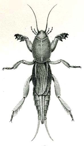 Gryllotalpa australis Erichson, 1842: Fig. 16. female habitus, dorsal view. (Otu).
