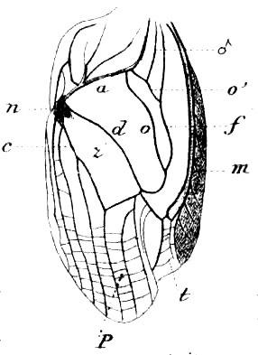 Gryllotalpa devia Saussure, 1877: male, tegmen. (Otu).