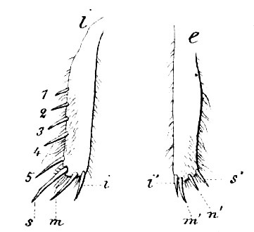 Gryllotalpa nitidula Serville, 1838: hind tibia, internal and external surfaces. (Otu).