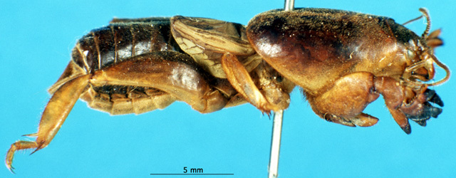 CollectionObject 1565755; 229cfc55-519c-4091-879a-5991b9ceff18: male, lateral view (paratype). (CollectionObject).