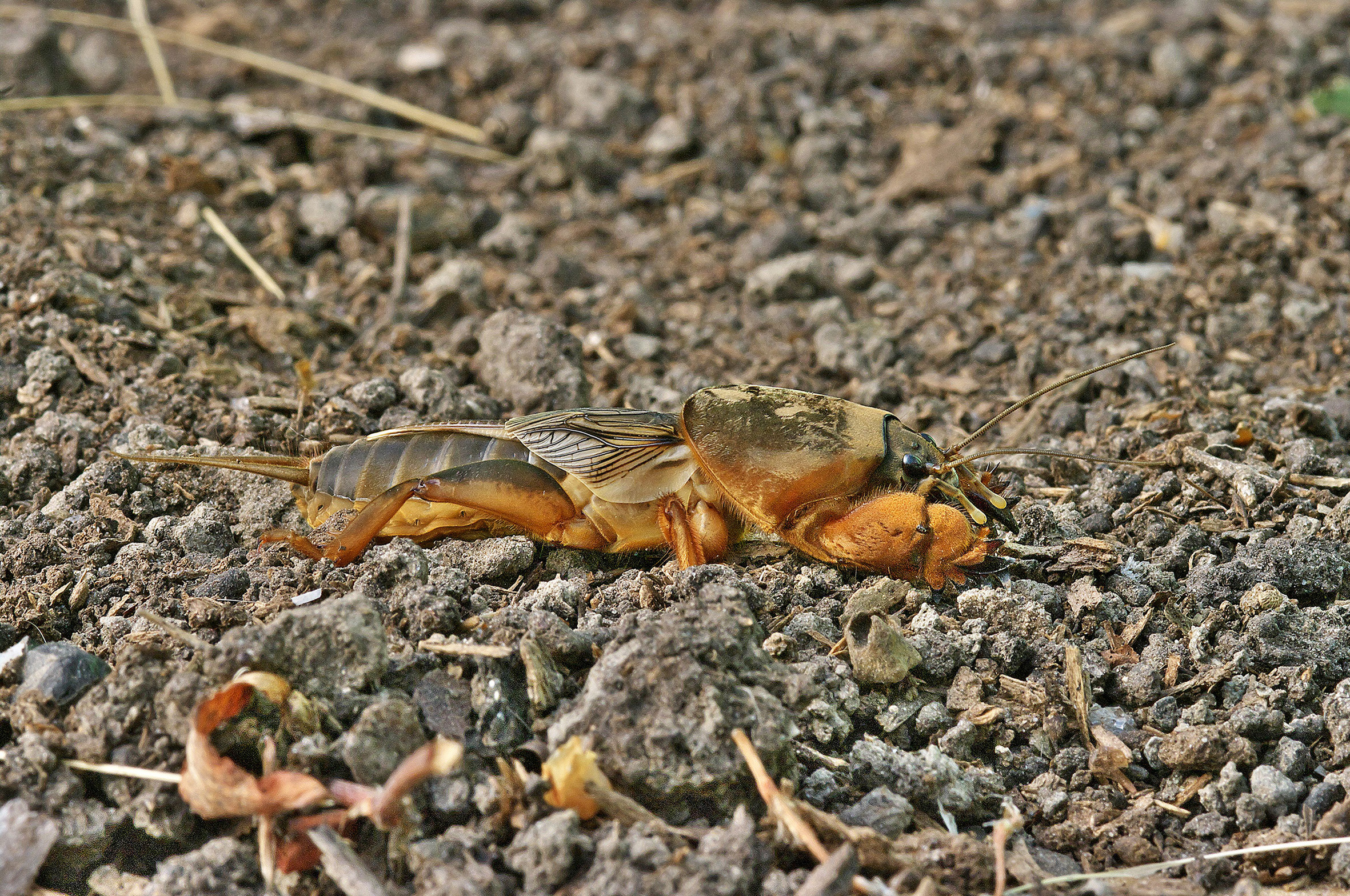 CollectionObject 1575911; 2c5a1d60-b695-4be4-a904-5ff200a9ba03: male (Serbia, Idvor, 26.03.2016). (CollectionObject).