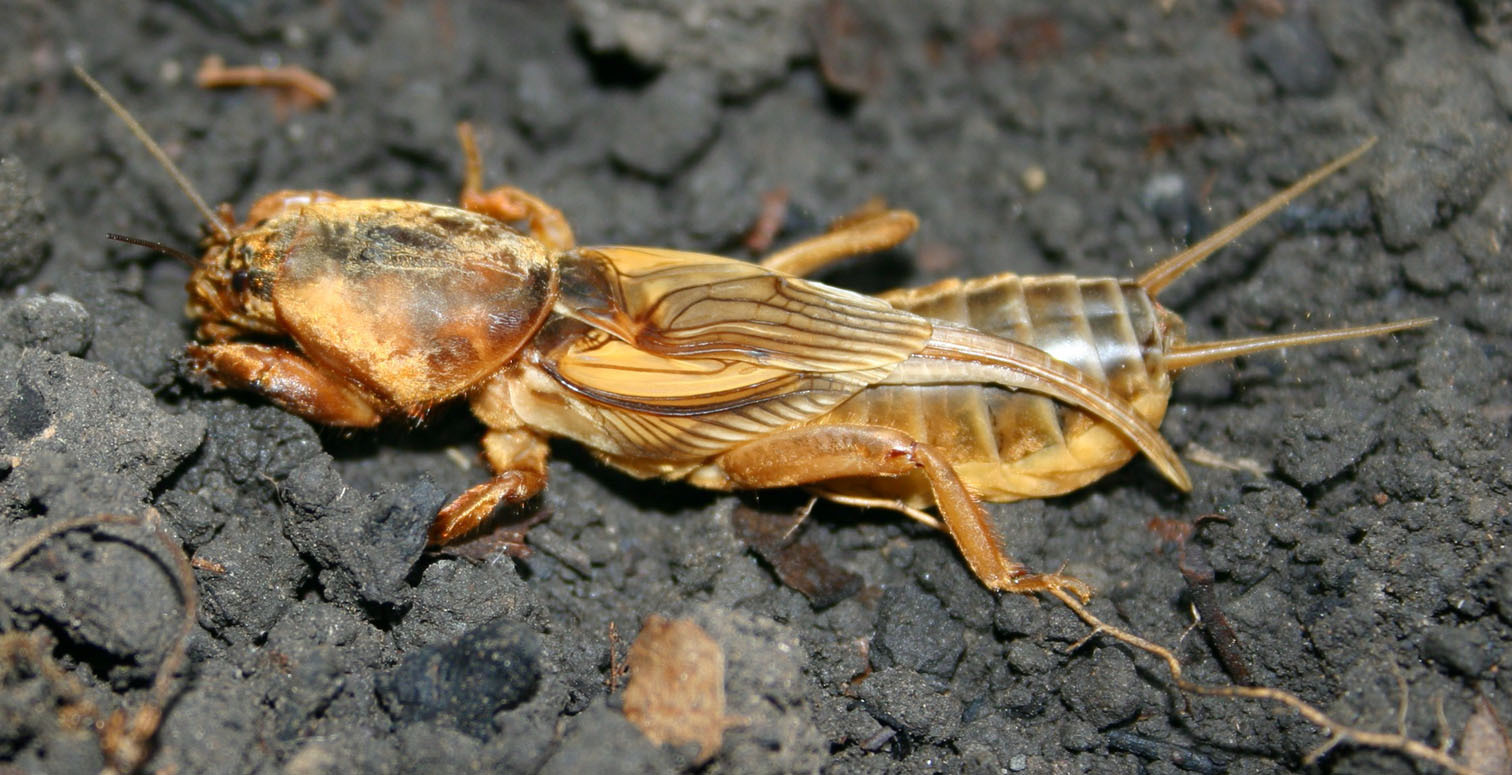 Gryllotalpa major Saussure, 1874: (Otu).