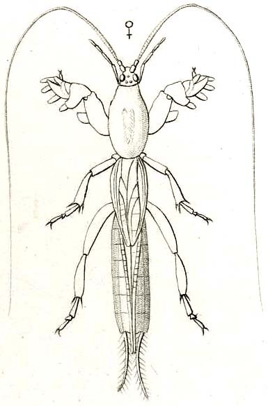 Gryllotalpella macilenta (Saussure, 1874): Pl. VIII, Fig. 23. female (body length 23 mm). (Otu).