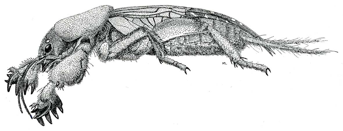 Neocurtilla hexadactyla (Perty, 1832): Fig. 164. female habitus. (Otu).