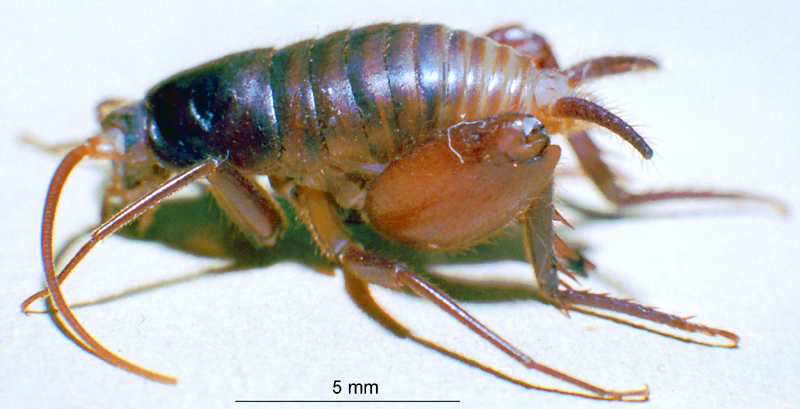 CollectionObject 1503560; aa354dcb-a06f-4711-b844-5f389d1011c4: female habitus lateral view (allotype). (CollectionObject).