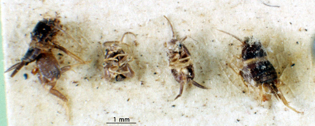 CollectionObject 1500720; 0713ca24-bc80-466a-8fc3-83a354c4257a: lectotype and three paralectotypes. (CollectionObject).